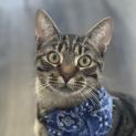 Photo of Rex ** 2nd Chance Cat Rescue**