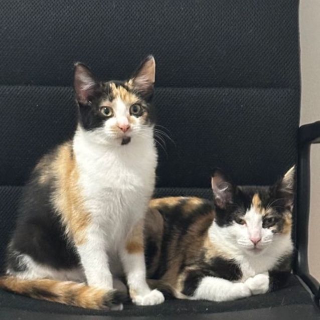 Photo of Maya & Margot 🌹