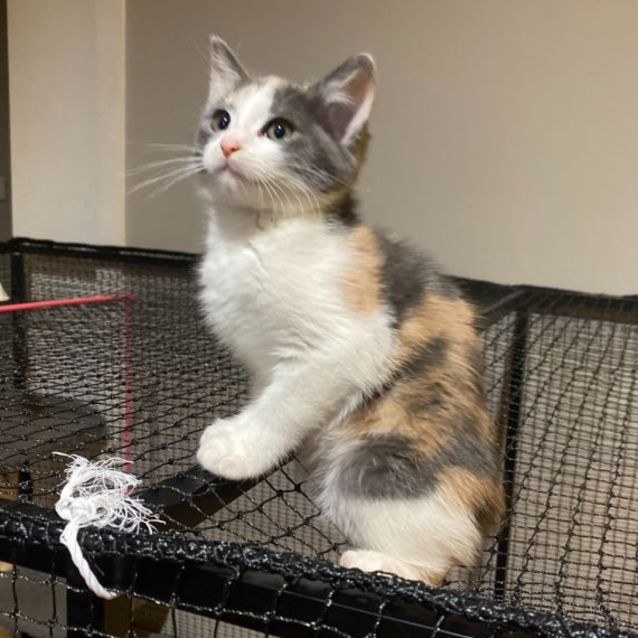 Photo of Cordelia **2nd Chance Cat Rescue**