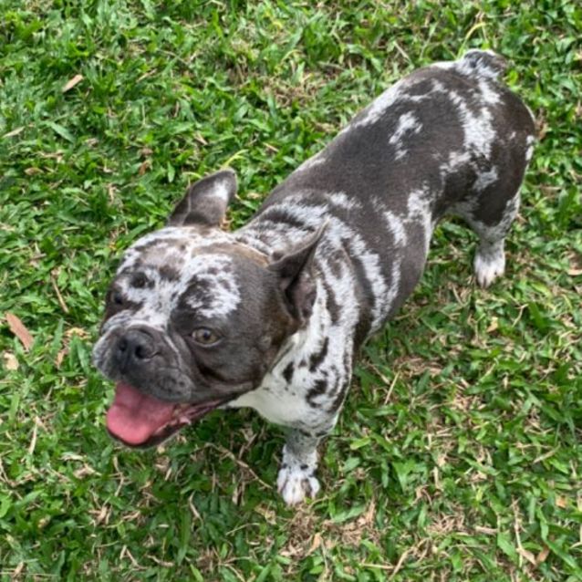 Photo of Shadow 