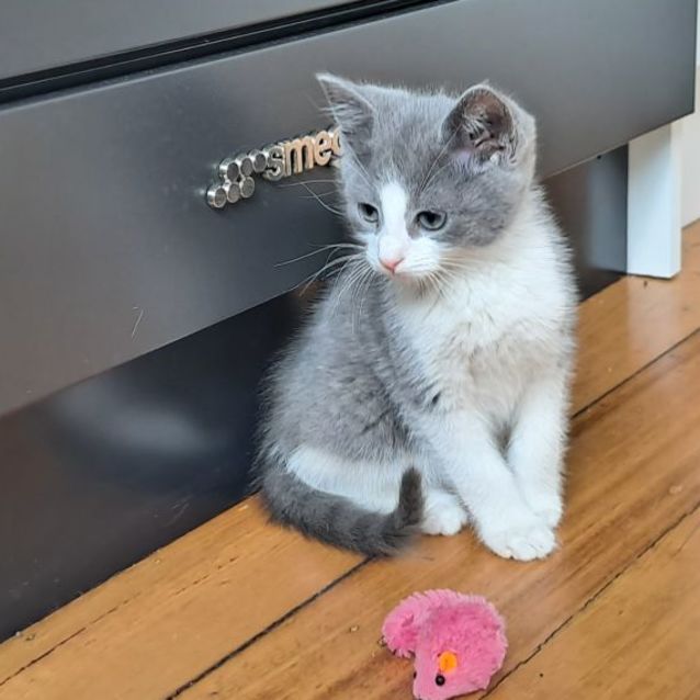 Photo of Angelo & Kosta