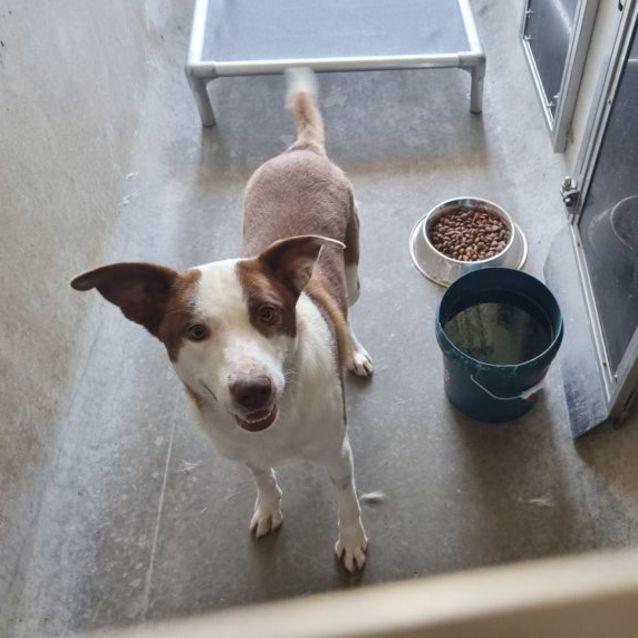 Photo of Archie Imp 1471