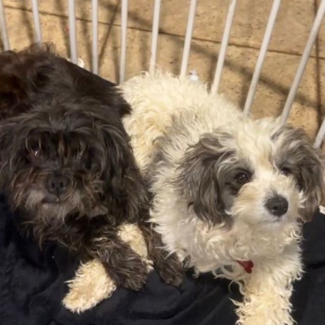 Photo of Mila & Mika