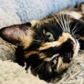 Photo of Ladybug