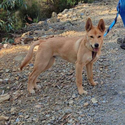 Denver - Kelpie Dingo Mix