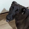 Photo of Moose
