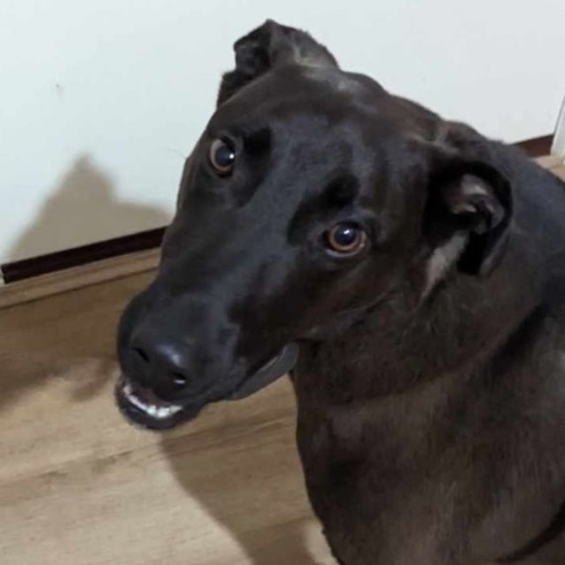 Photo of Moose