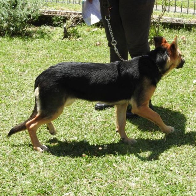 Photo of "Yellow" Puppy