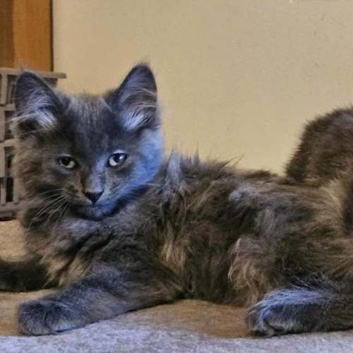 Nala **2nd Chance Cat Rescue**