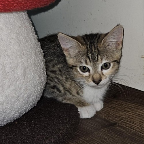 Polly **2nd Chance Cat Rescue**