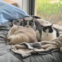 Photo of Estaban **2nd Chance Cat Rescue**