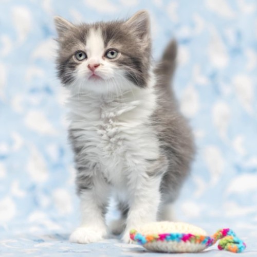 Millia London ** 2nd Chance Cat Rescue**