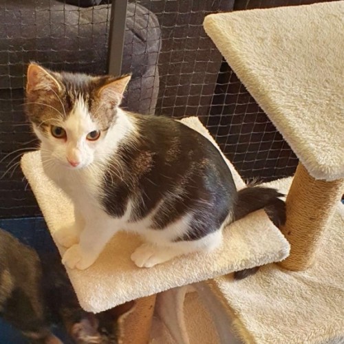 Haymitch ** 2nd Chance Cat Rescue **