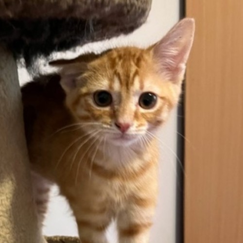 Bria - Located in Preston from July 28