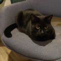 Photo of Lowanna **2nd Chance Cat Rescue**