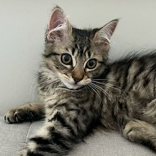 Mochi ^^Dandy Cat Rescue^^