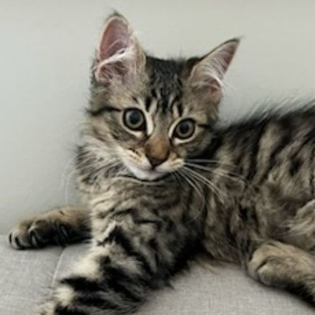 Photo of Mochi ^^Dandy Cat Rescue^^