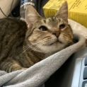 Photo of Cinnamon 