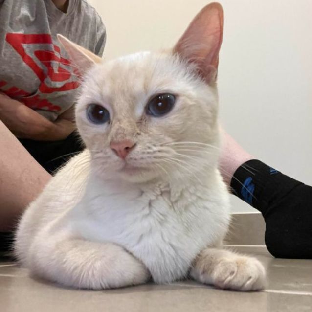Photo of Lillian**2nd Chance Cat Rescue**