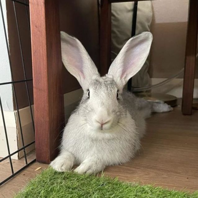 Photo of Franky