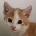 Photo of Honja