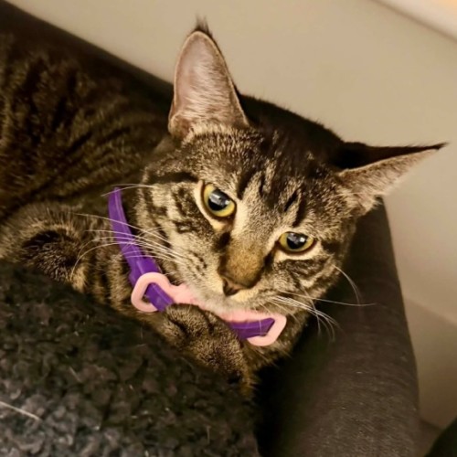 Mickey**2nd chance cat rescue**
