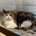 Photo of Annie **2nd Chance Cat Rescue**