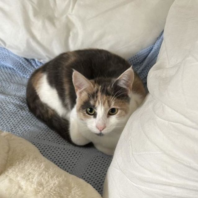 Photo of Fifi & Floss