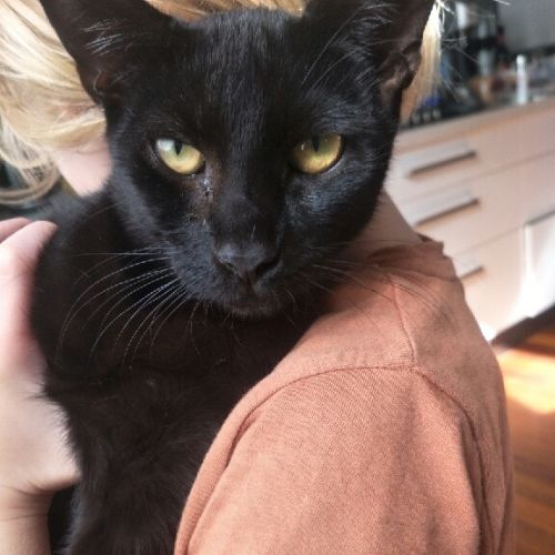 Lulu