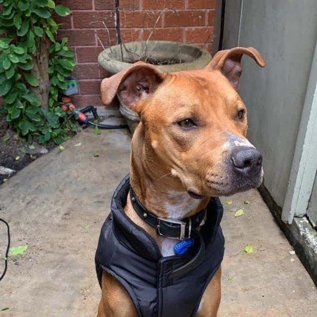 Loki Large Male American Staffordshire Terrier Mix Dog In Nsw Petrescue