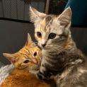 Photo of Charizard (Chari) **2nd Chance Cat Rescue**