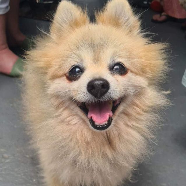 Pomeranian, Adopt Me! Wiki