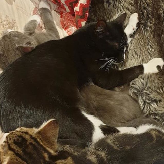 Photo of Oscar