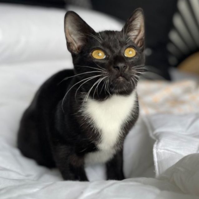 Photo of Piccolo 