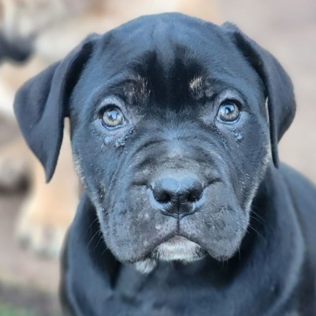 Photo of Shania Twain