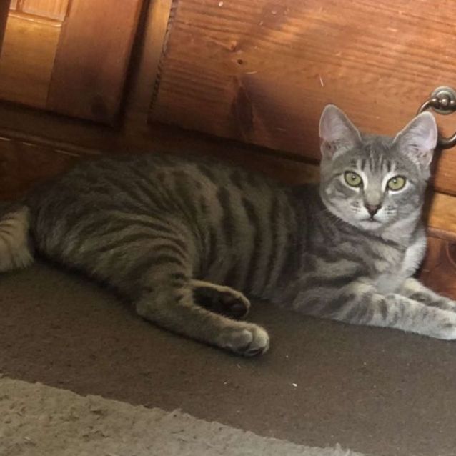 Photo of Poppy & Misty 