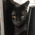 Photo of Midnight
