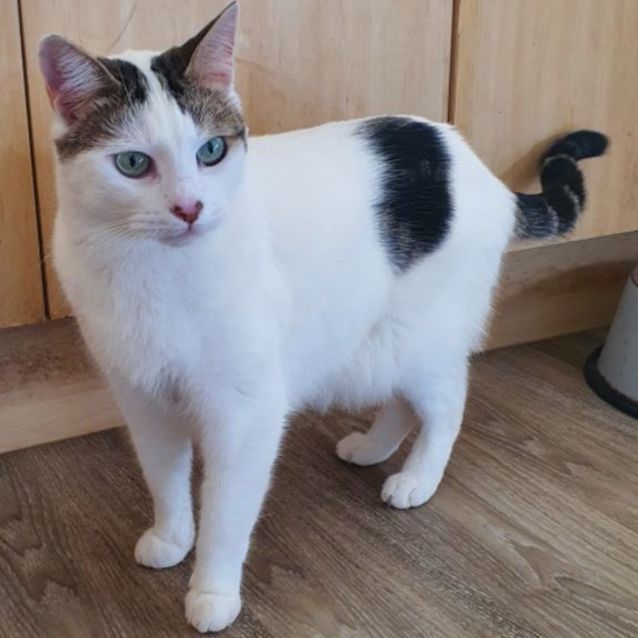 Photo of Tigger  Come & Meet Me At Going Troppo Fish & Pets