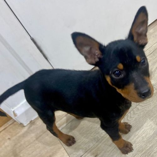 Minnie