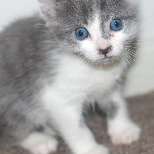 Willie G **2nd Chance Cat Rescue**