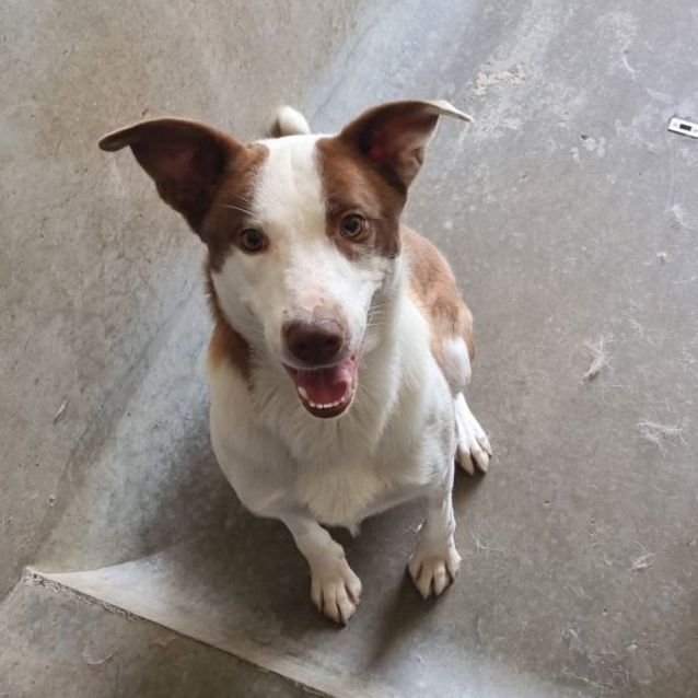 Photo of Archie Imp 1471