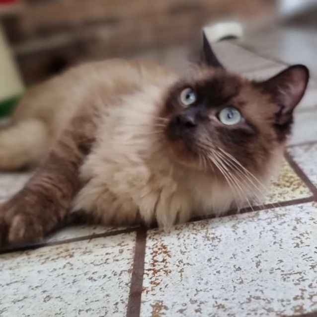 Photo of Pistachio