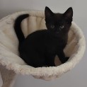 Photo of Chaya