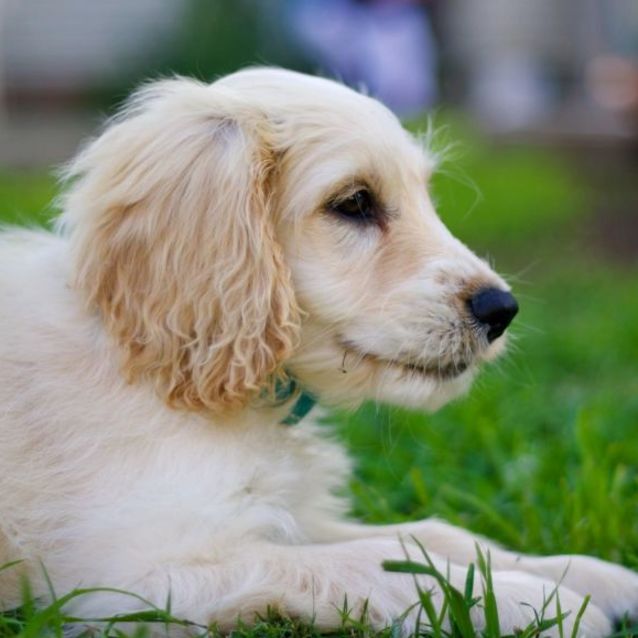 Photo of 💙 Beau 💙