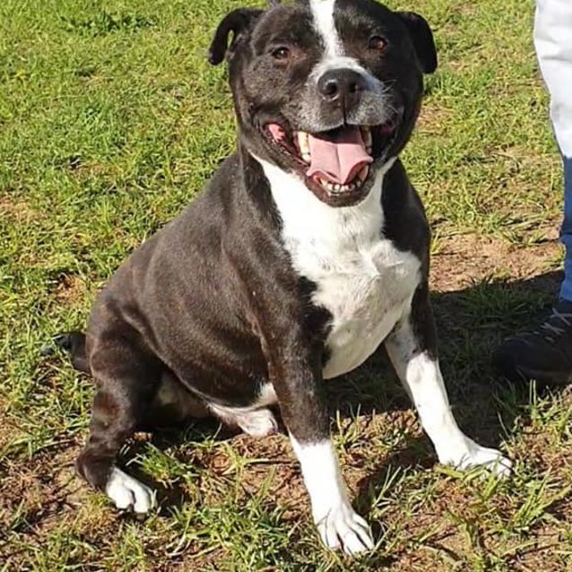 Photo of Biff Dl2445