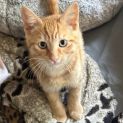Photo of Linzer**2nd Chance Cat Rescue**