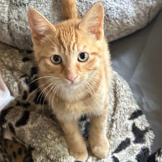 Photo of Linzer**2nd Chance Cat Rescue**