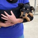 Photo of Scout