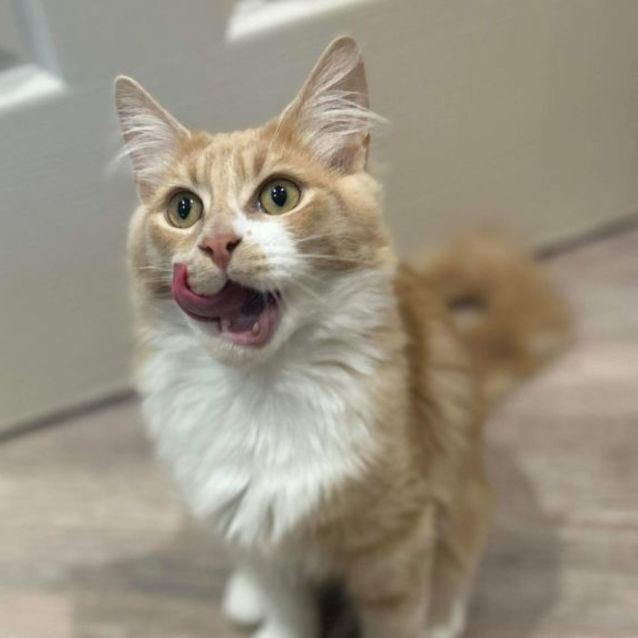 Photo of Cheddar   Located In Pakenham