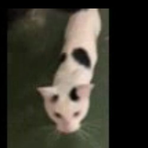 Oreo
